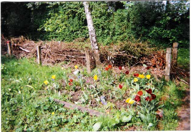 Das Frühblüher-Beet und die Totholzhecke Der Natur-Schulgarten bietet reichlich Sensationen: eine Heuschrecke, eine Libelle auf Mückenjagd, ein Igel im Gebüsch.