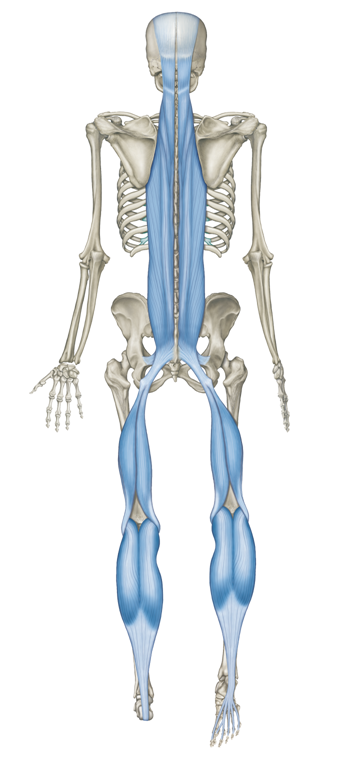 MYOFASZIALE LEITBAHNEN ORL- OBERFLÄCHLICHE RÜCKENLINIE Läuft in zwei Teilabschnitten: Von den Zehen des Fußes bis zum Knie und vom