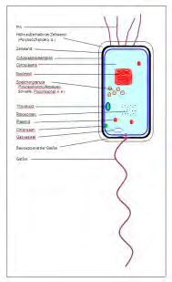 gebraucht, die keinen echten Zellkern besitzen - Bakterien findet