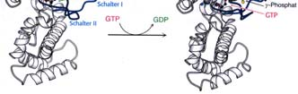 Generell sind alle 7TM-Rezeptoren an G-roteine gekoppelt und deshalb werden sie auch als G-rotein-gekoppelte Rezeptoren oder GCRs bezeichnet.