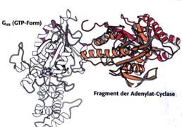 weitergegebenes Signal G s -adrenerge Amine, Stimulation (s) der Glucagon, arathormon Adenylyl-Cyclase G i Acetylcholin, -adrenerge Inhibierung (i) der Amine, viele eurotrans-