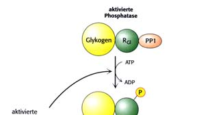 Die roteinphosphatase 1 ist bei Überwiegen des Glycogenabbaus, wenn die roteinkinase A aktiv ist (nach Adrenalinausschüttung!) inhibiert!