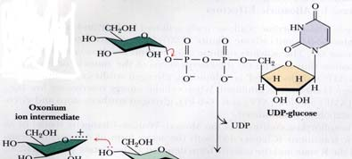 Carbenium- oder xonium-ion als Zwischenstufe - Mechanismus der Glycogen-Synthase: Bildung des Glucosyloxonium-Ions als Zwischenprodukt, das Glycogen an der C-4-ydroxylgruppe angreift: - UD Rest