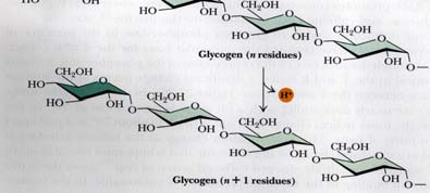 Reaktion: Branching enzyme Verzweigung der Glycogen-Kette durch die Amylo-(1,4 1,6)- transglycosylase (Branching enzyme oder Verzweigungsenzym ) Debranching enzyme: (1 4)-glycosidische Bindungen