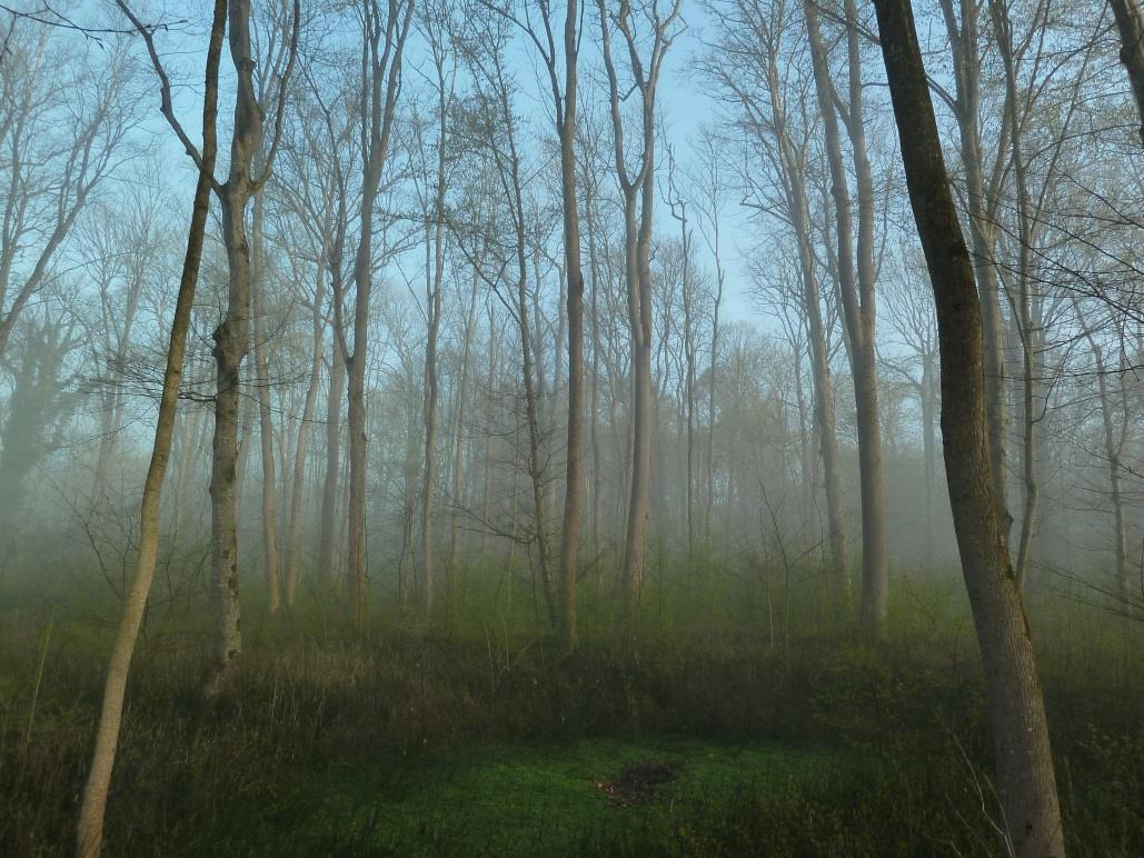 Vorkommen und Flächenumfang Der Hartholzauenwald stockt auf einer Fläche von 94,6 Hektar auf vier Teilflächen. Abb.