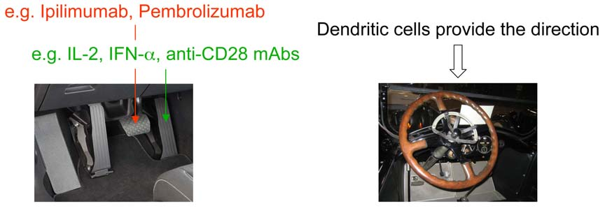 Abbildung 3. Kombination plasmazytoider dendritischer Zellen mit Checkpoint-Inhibitoren.