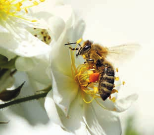 13 Arbeiterin geschäftig und wandlungsfähig Die Arbeiterin ist das kleinste Bienenwesen im Volk und sie erledigt die meisten Aufgaben.