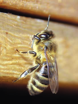 Bienenstock 20 Honig hat viele Gesichter 26 Bee or not to be 32 Passen Bienen zu uns?