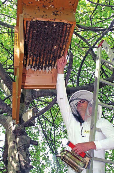 9 Der Bien Weil das Bienenvolk nur als Ganzes überleben kann, wird es oft als ein einziger Organismus begriffen und seit dem 19. Jahrhundert der Bien genannt.