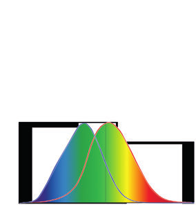 Die maximale spektrale Empfindlichkeit liegt beim Nachtsehen bei einer Wellenlänge von 507 nm (türkisgrün). Daraus entstand 1952 die V (λ)-kurve für das Nachtsehen.