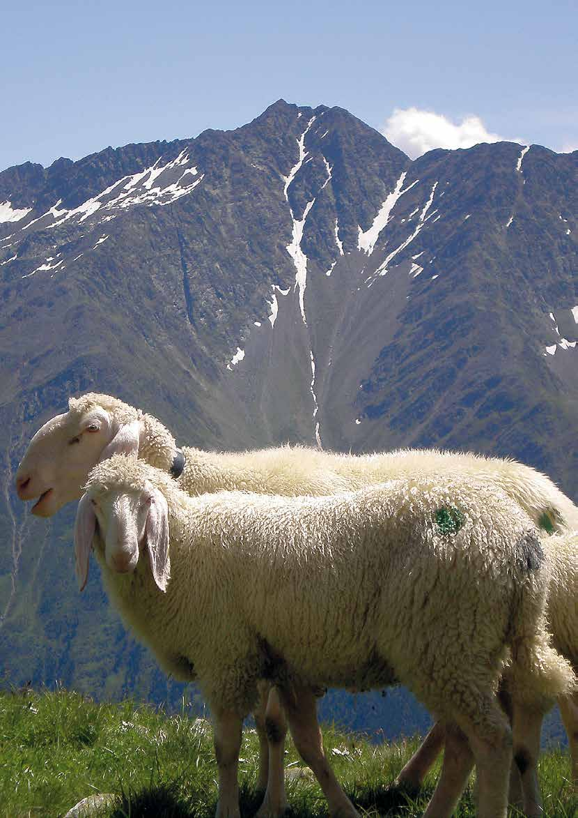 70-Jahr-Jubiläum des Schafzuchtvereins Absam Mit einer Jubiläumsausstellung am Samstag, 11.