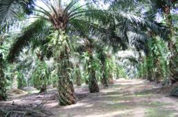 Runder Tisch Palmöl Umwandlung von wichtigen Lebensräumen, vor allem in den Tropen Ursache für soziale Konflikte (Landrechte) Bodenerosion und Degradierung Unterstützt die