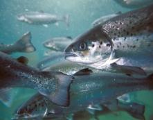 Fischerei und Aquakultur Das Problem Zielsetzung Wild: Überfischung Beifang Zucht: Verlust von Lebensräumen Wasserverschmutzung GMO-Fütterung Der MSC versucht Lösungen für das