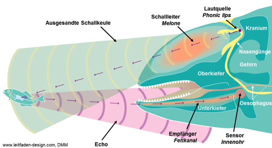 Echoortung bei Zahnwalen " hochfrequente Klicklaute (130