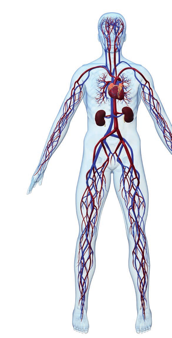 Der Blutdruck was ist das eigentlich? Unser Herz pumpt das Blut durch unseren Körper und versorgt so Gewebe und Organe mit lebenswichtigen Stoffen.