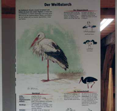 Naturstation Schmidsfelden lädt zur Störche-Ausstellung LEUTKIRCH (Lhw) - Umweltkreis und NABU Leutkirch präsentieren seit Anfang Mai die Ausstellung Freund Adebar Ein Wanderer zwischen den