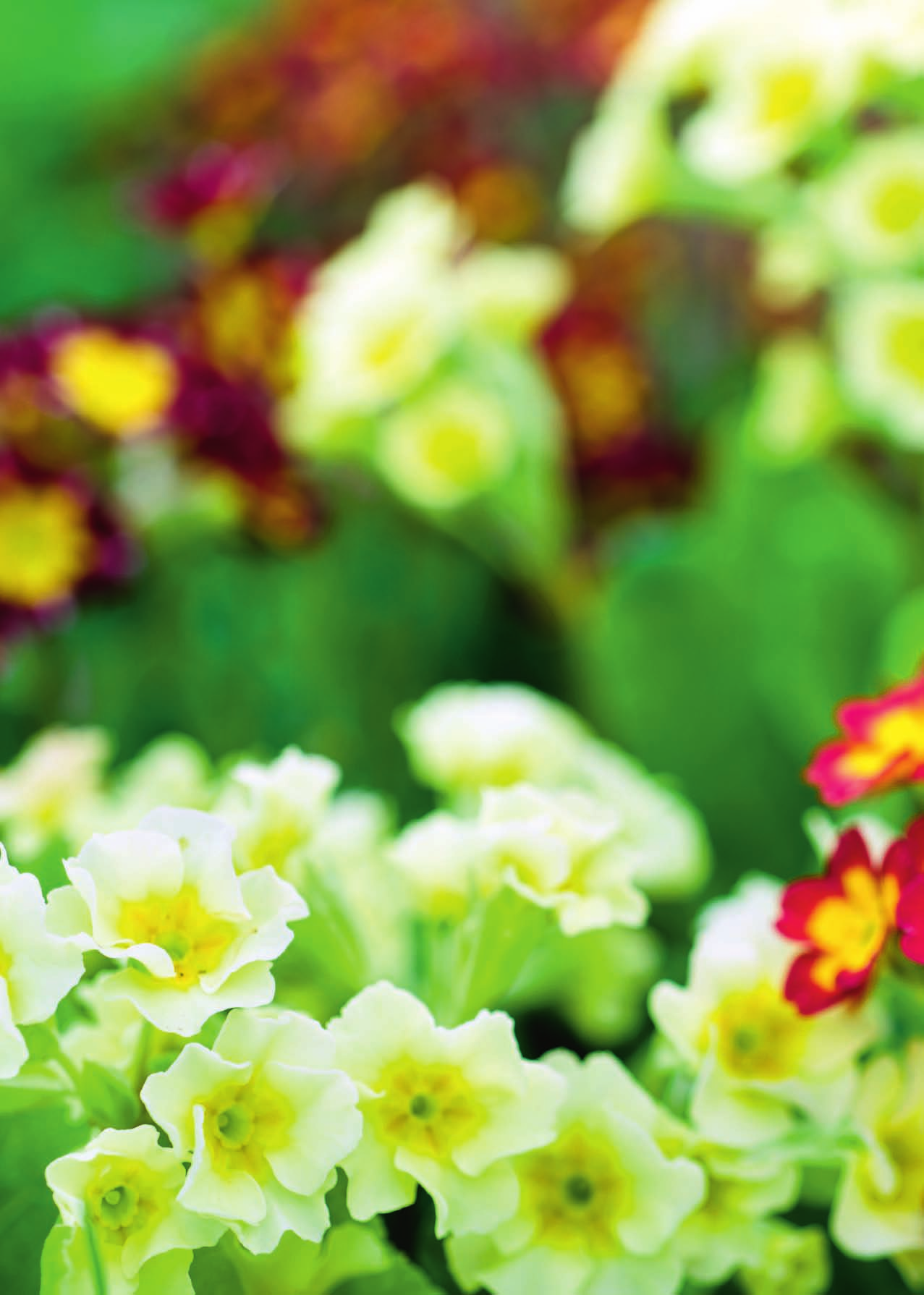 Bei uns finden Sie eine riesige Auswahl an Blumenzwiebeln.