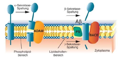 Amyloid- Peptide als zentrales Problem - Sekretase löslich -Sekretase Plaques sapp- 1. A APP -Sekretase 2. Nemec & Schubert-Zsilavecz, Pharm.