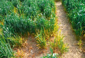 Getreideinsektizide Strategien zur Schädlingsbekämpfung in Getreide in Südwestdeutschland Virosen in Wintergetreide beachten!