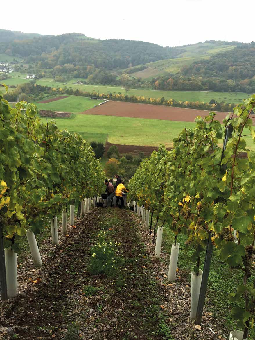 S. 04 Die Weinberge Jedes Jahr neue einzigartige Weine erzeugen Für uns ist Weinbau Handwerk, nicht selten Schwerstarbeit.