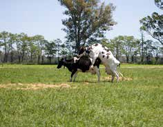 Der Aktivitätsmesser AM2 zählt nicht einfach nur die Schritte, sondern misst Zeitabschnitte unterschiedlicher Bewegungsaktivitäten Ihrer Kühe.