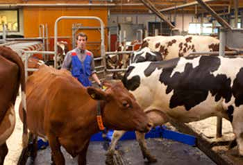 Installieren Sie Gummimatten in den Bereichen, in denen die Kühe sich gerne aufhalten sollen wie Fressgang, Tränkebereich sowie der Melkbereich.