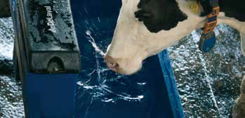 DeLaval Trogtränken sind leicht zugänglich und so gestaltet, dass die Kühe bequem und ungestört trinken können.