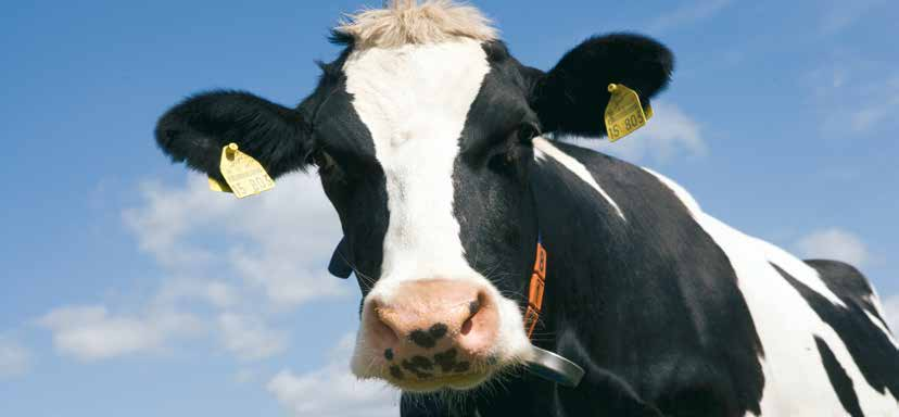 DeLaval Ventilation Angenehmes Klima für entspannte Kühe Ziel eines Lüftungssystems ist es im Winter hohe Raumlasten (Ammoniak, Staub, Luftfeuchte) und im Sommer aufgestaute Hitze zu verhindern.