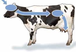 DeLaval Stalllampen Milchproduktion in Abhängigkeit der Beleuchtung Licht ist ein wichtiger Faktor in der Milchproduktion.