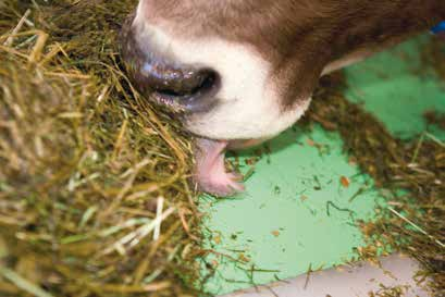 DeLaval Futtertischbelag FTC Für Futterqualität und gute Leistung Kühe fressen gerne von glatten, sauberen Oberflächen.