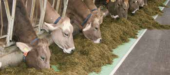 Praxisuntersuchungen haben gezeigt, dass Kühe bevorzugt von sauberen, glatten und keimfreien Futtertischen fressen, wie von diesem Futtertischbelag.