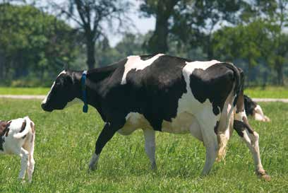 DeLaval Kuhkomfort-Leitfaden Locomotionscore - Lahmheitsbeurteilung Der Locomotionscore ist ein qualitativer Index der Fähigkeit einer Kuh, normal zu laufen.