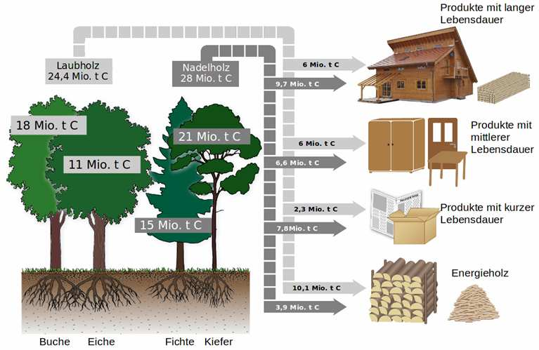 Akkumulierter C-Vorrat in Niedersachsen in der lebenden Biomasse der vier Hauptbaumarten und den Holzprodukten, Szenario naturnaher Waldbau nach 30