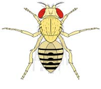 Der monohybride, dominant-rezessive Erbgang Ein Drosophila-Weibchen mit kurzen Flügeln wird mit einem Wildtyp-Männchen gekreuzt.