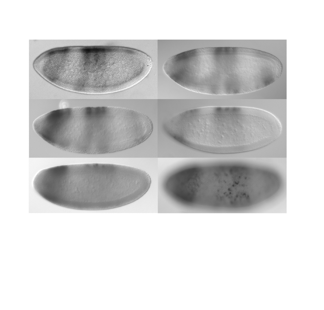 a b c d e f Abb.2-8 In situ- Hybridisierungen in Drosophila melanogaster gegen lacz mrna unter Kontrolle verschiedener Regionen von Tc h. a, b Expression von Tc h-bamhincoi3.1, c Tc h-bamhisaci1.