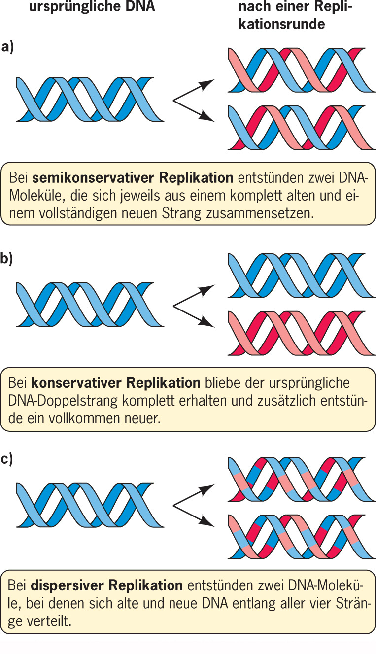 Drei Modelle der DNA