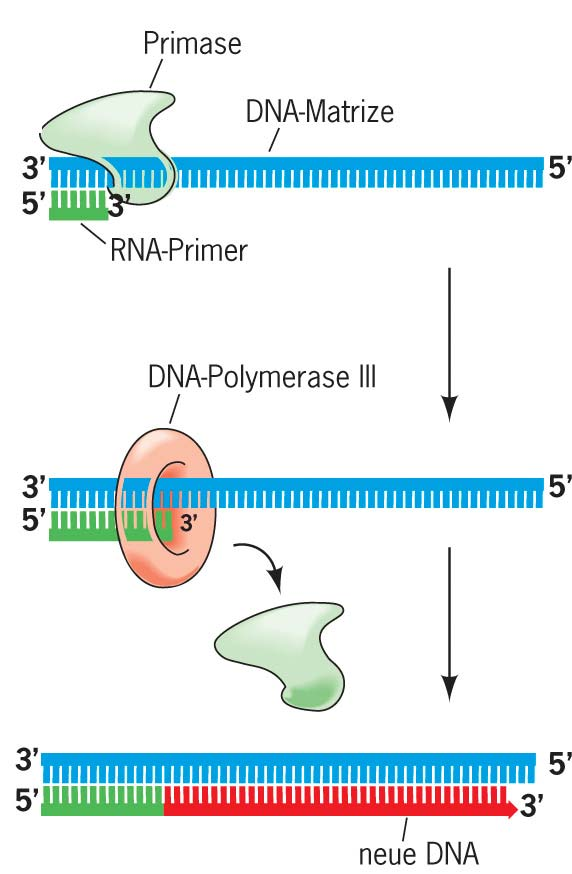 DNA-Polymerasen benötigten Primer ca. 10 nt E.