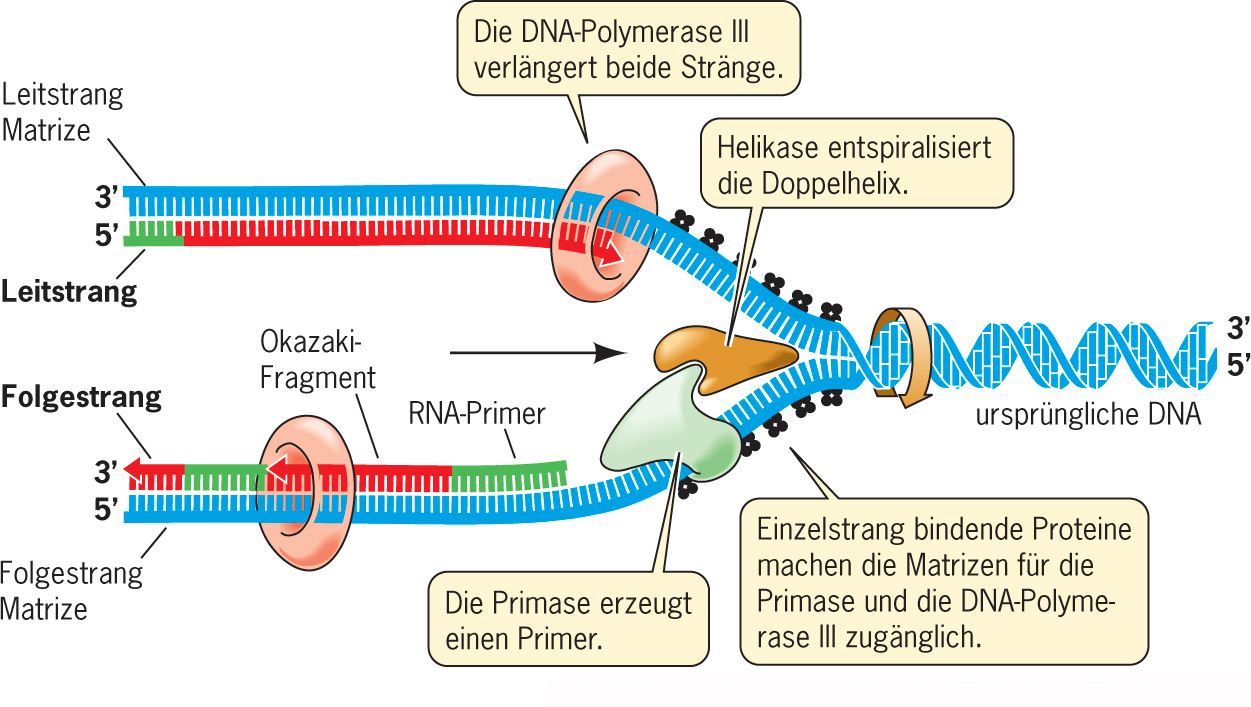 An der Replikationsgabel wirken viele Proteine zusammen Helikase: öffnet Helix