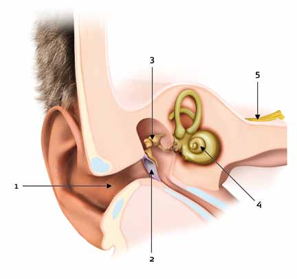 Wie funktioniert unser Gehör? Unsere Ohren sind ganz außergewöhnliche Organe. Sie nehmen Schallwellen auf und wandeln sie in Informationen um, die unser Gehirn als Höreindruck interpretiert.