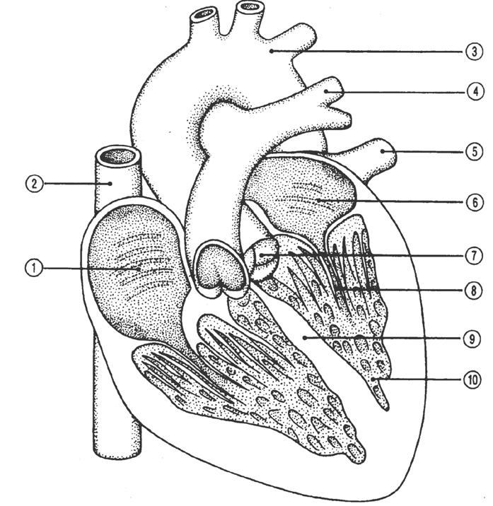 1.3. Bau des Herzens (Posten 3) Das Herz ist ein kräftiger Hohlmuskel. Es liegt im Brustkorb links hinter dem Brustbein. Es ist etwa so gross wie eine geballte Faust.