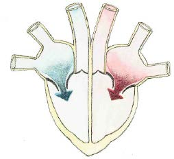 1.4. Arbeitsweise des Herzens (Posten 4) Das Herz versorgt zwei Kreisläufe, den Körperkreislauf und den kleineren Lungenkreislauf. Beim Pumpvorgang arbeiten beide Herzhälften stets gleichzeitig.