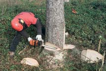 PROFI PRAKTISCH- Fällen eines Rückhängers Nach der Einschätzung erfahrener Holzfäller dürfen Rückhänger maximal 3 bis 4 Meter Neigung haben, um sie noch verkeilen zu können.
