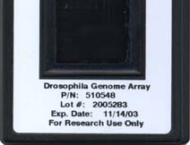 eines DNA Microarray