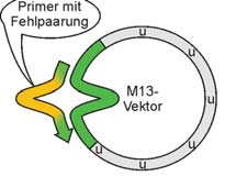 Mutagenese ortsgerichtete Mutagenese Mutagenese