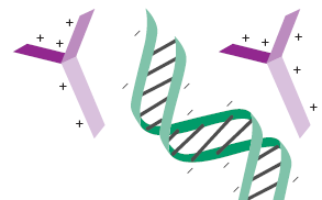 Einbringen von DNA in eukaryotische Zellen: Transfektion chemische Reagenzien: DEAE Dextran DEAE Dextran: kationisches Polymer assoziiert mit negativ geladener DNA die positiven Ladungen erlauben der