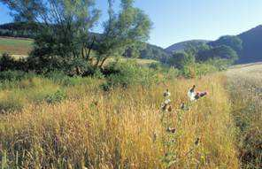 [Festucetaliae vallesiacae] 6410 Pfeifengraswiesen auf kalkreichem Boden, torfigen und tonig-schluffigen Böden (Molinion caeruleae) 6430 Feuchte Hochstaudenfluren 6440