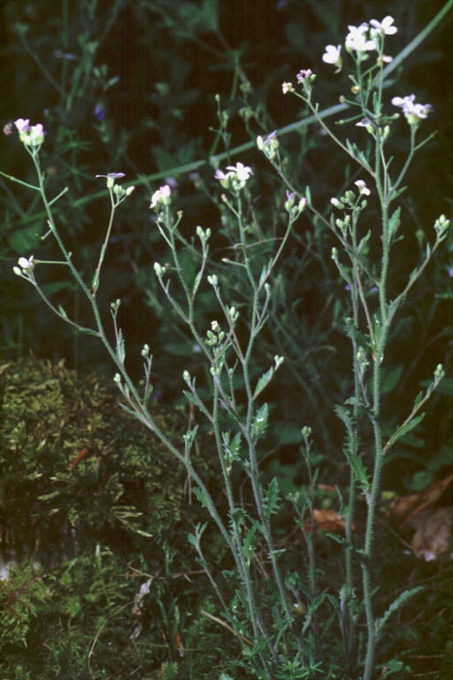 Cardaminopsis arenosa