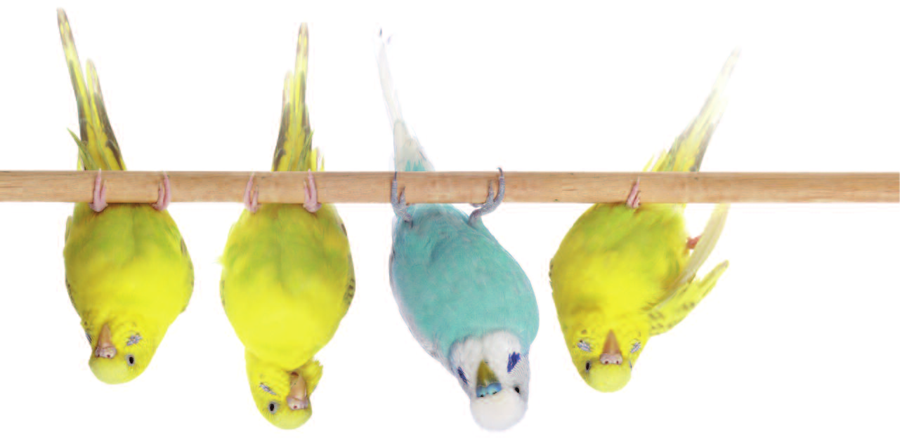 Foto: smereka/fotolia Haustier-Ratgeber Um Ziervögeln einen Ausgleich zu ihrem eher bewegungsarmen Leben im Käfig zu ermöglichen, ist Freiflug im Vogelzimmer unverzichtbar.