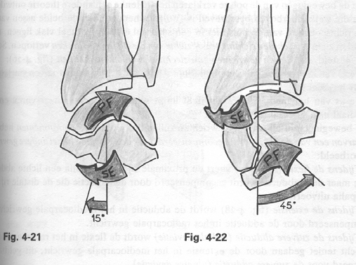 Funktionelle Anatomie der Flexion und Extension In die Mittelstellung liegen Radius (1), das Os Lunatum (2), das Os Capitatum (3) und das Os Metacarpale III auf die