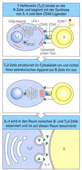 -B7 (B-Zelle) - CD28 (Th2-Zelle) Aktivierung der Th2-Zelle: -CD40L (IL-4, IL-5,